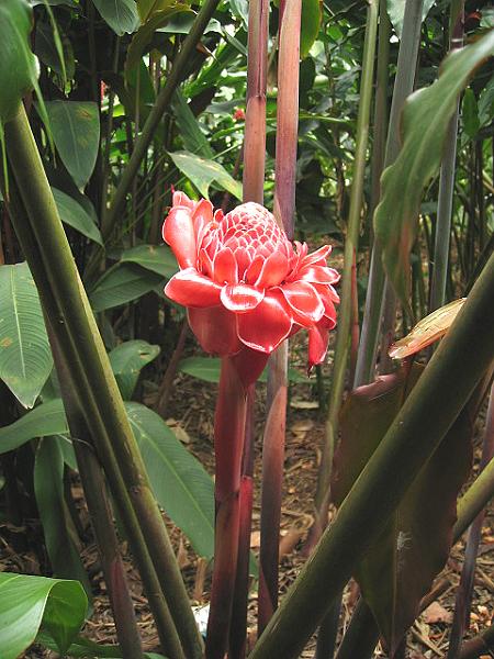 A 403 Rainforest Park a Kuranda.jpg